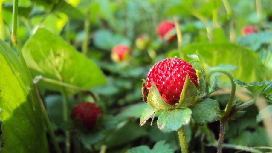 Земляника Лесная (Fragaria vesca)