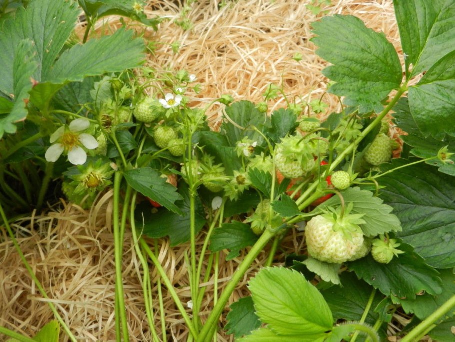 Амма дьэдьэн