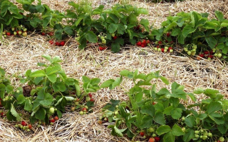 Земляника Александрия