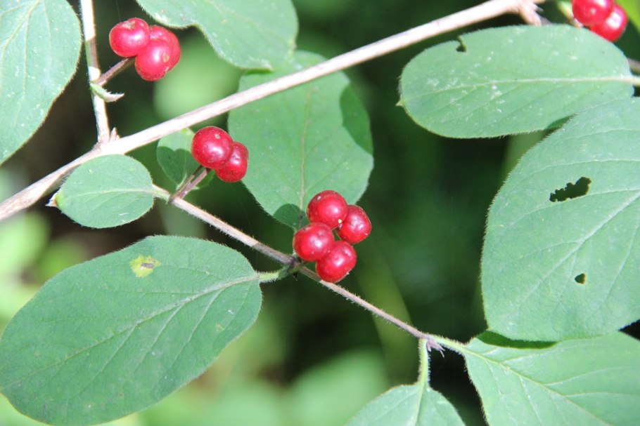 Паслён сладко-Горький ядовитый