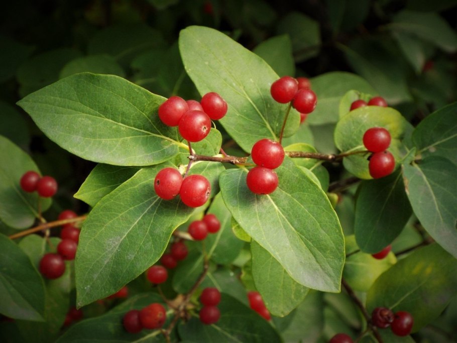 Paris quadrifolia l. Вороний глаз четырёхлистный