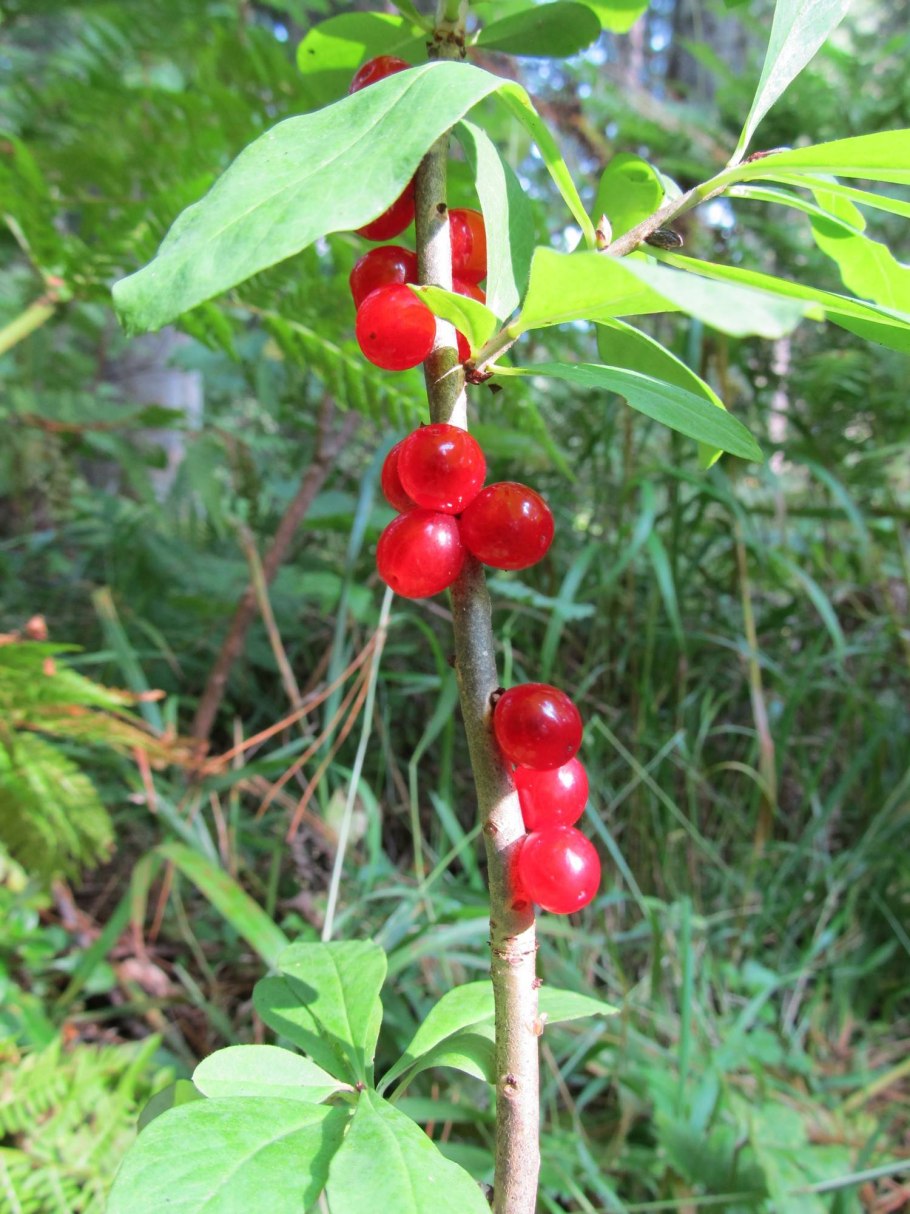 Волчье лыко волчеягодник обыкновенный