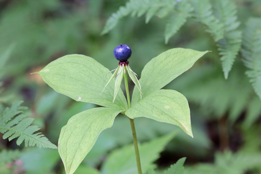 Вороний глаз четырехлистный
