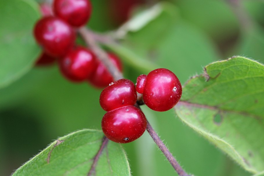 Волчья ягода бирючина