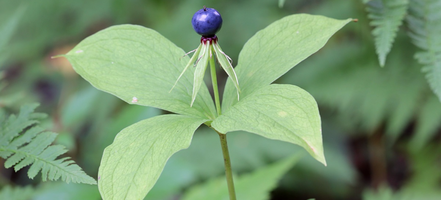 Ядовитая ягода