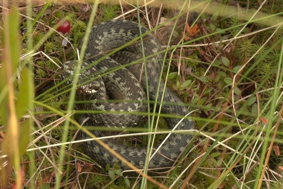 Змея гадюка ленинградская область