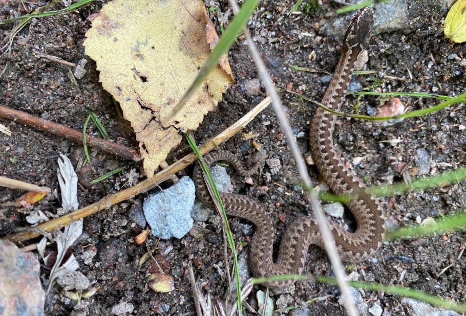 Гадюка обыкновенная в ленинградской области