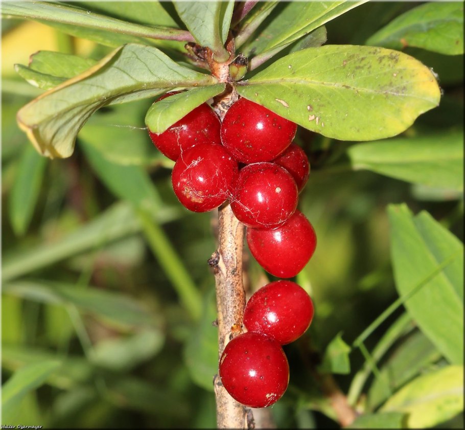 Жимолость Лесная-Lonicera xylosteum