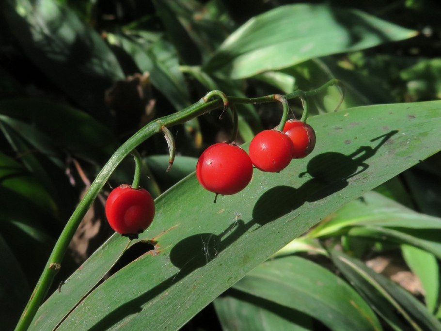 Жимолость Волчья ягода