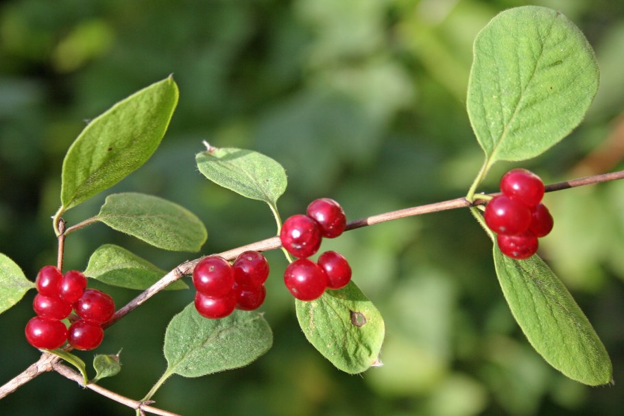 Волчеягодник обыкновенный