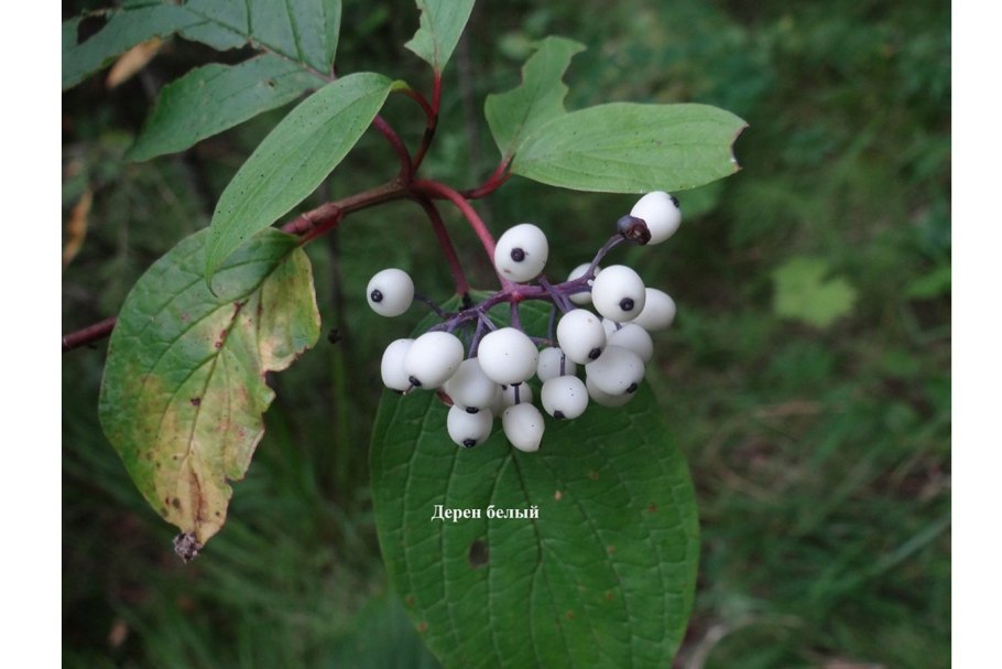 Дерен белый свидина белая