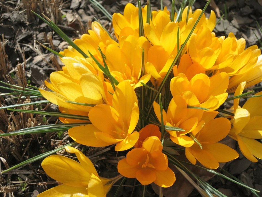 Крокус шафран осенний