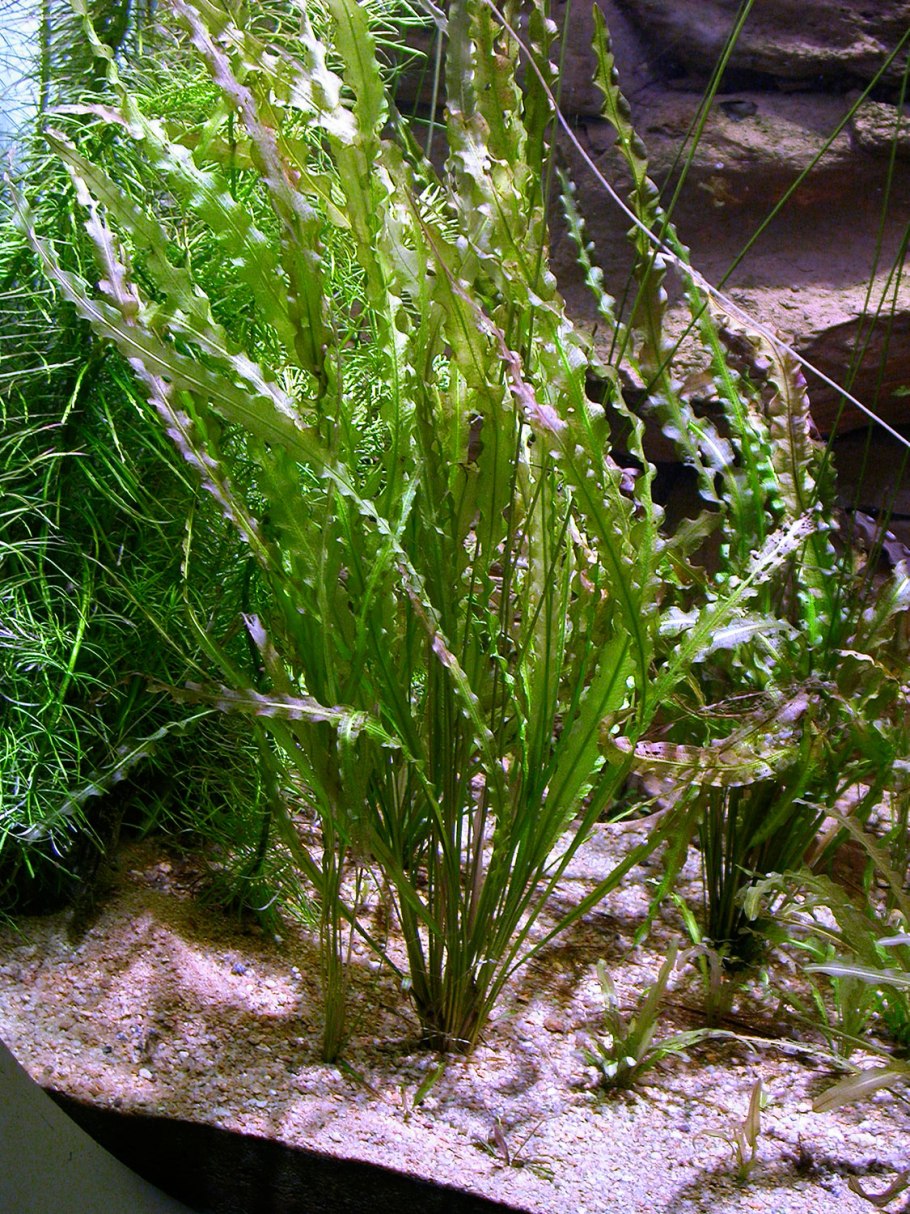 Апоногетон жёстколистный