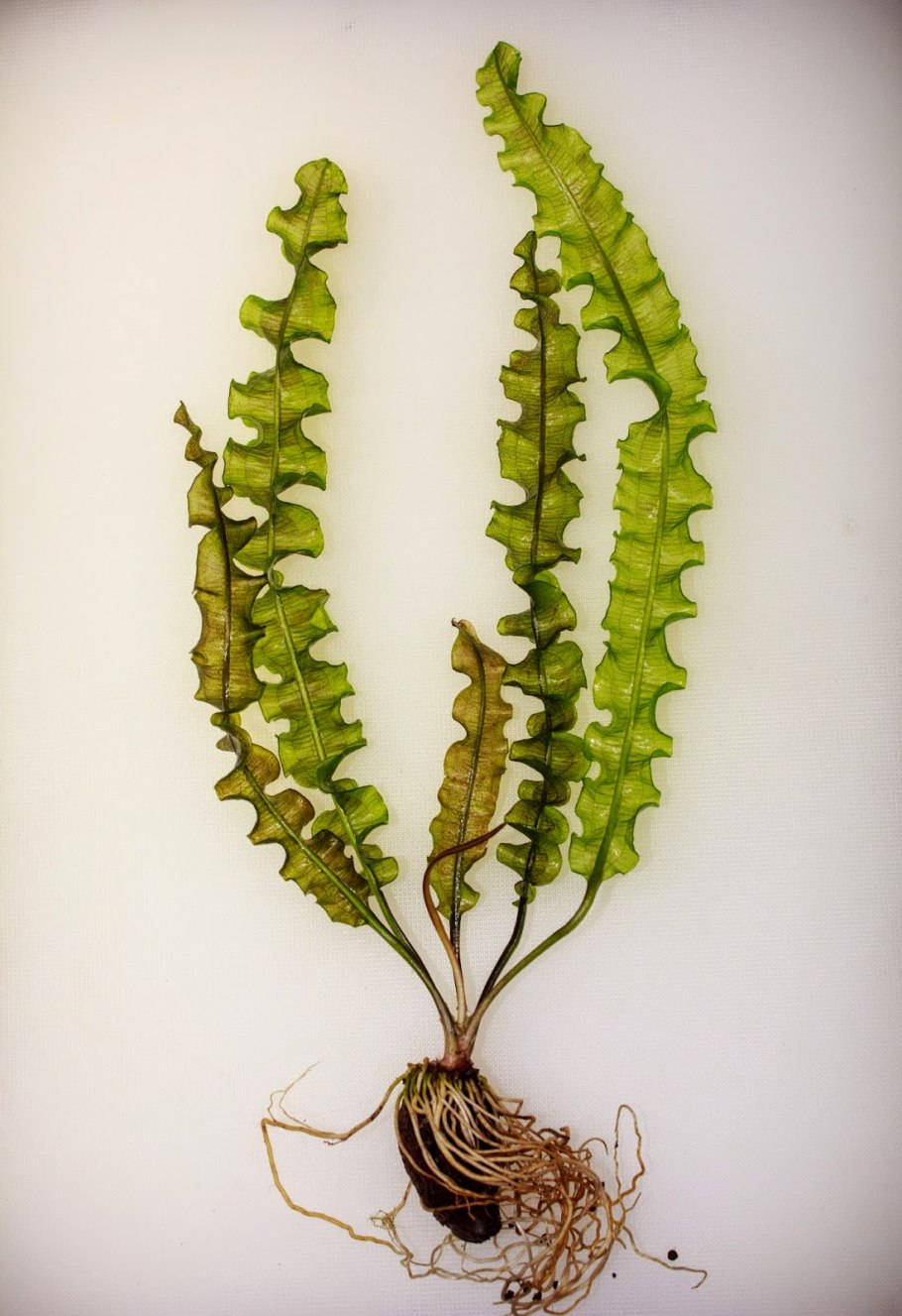 Апоногетон лонгиплюмулозус