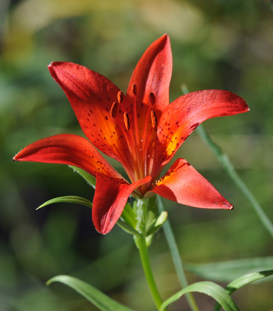 Лилия Даурская саранка