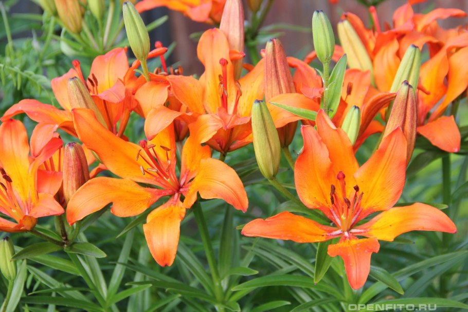 Лилия пенсильванская Даурская Lilium pensylvanicum