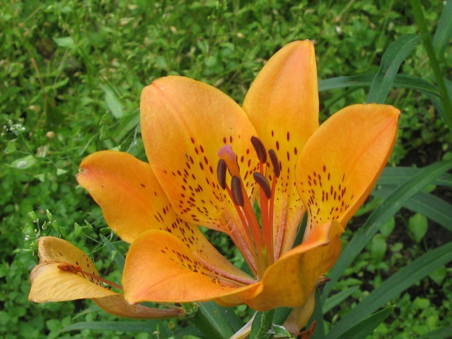 Лилия Даурская фото