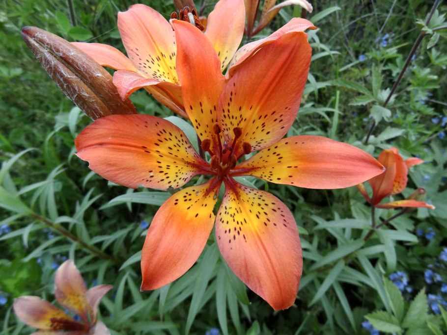 Лилия пенсильванская Даурская Lilium pensylvanicum