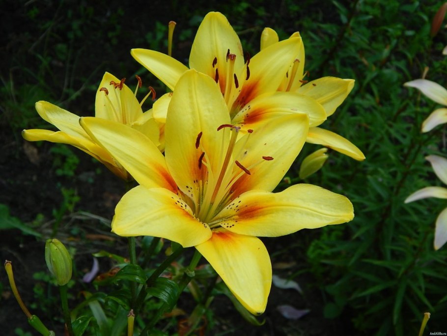 Лилия азиатская гранд крю