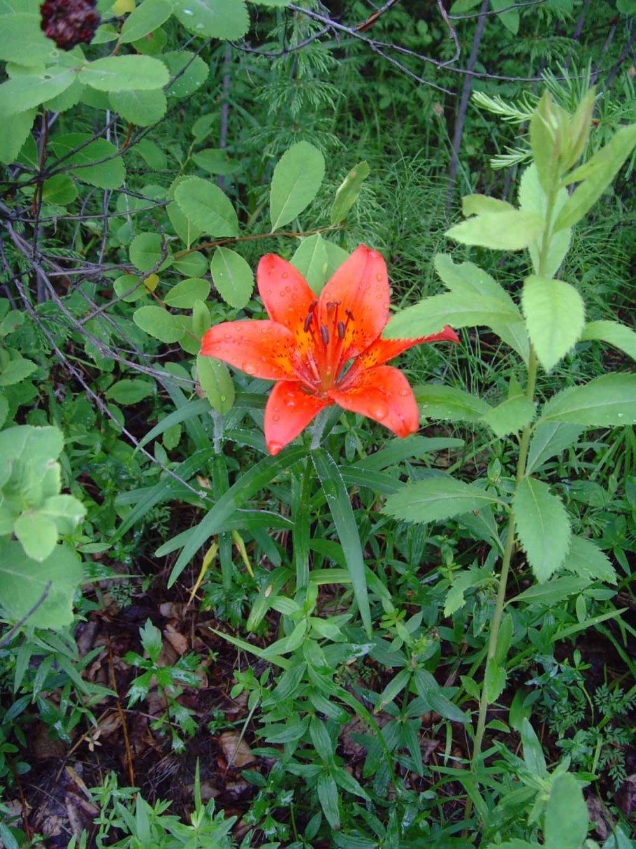 Сардаана сибэкки