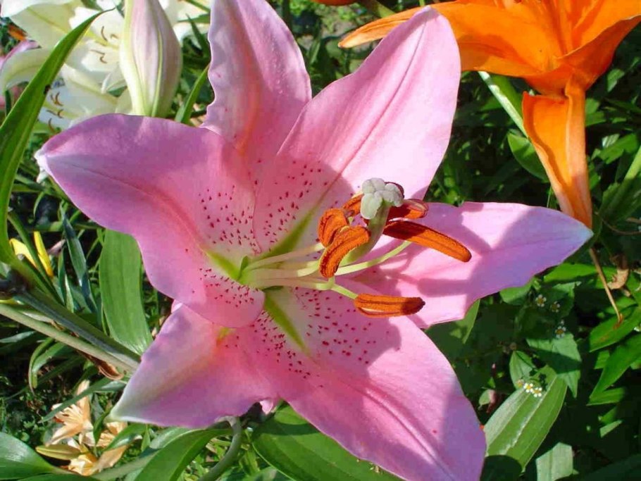 Лилия el capitan