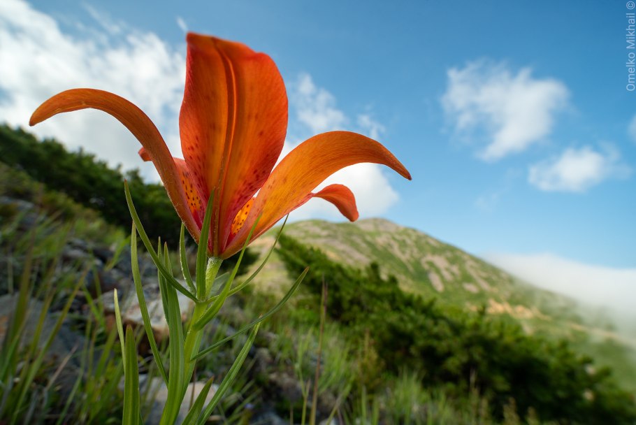 Бордюрные сорта лилий