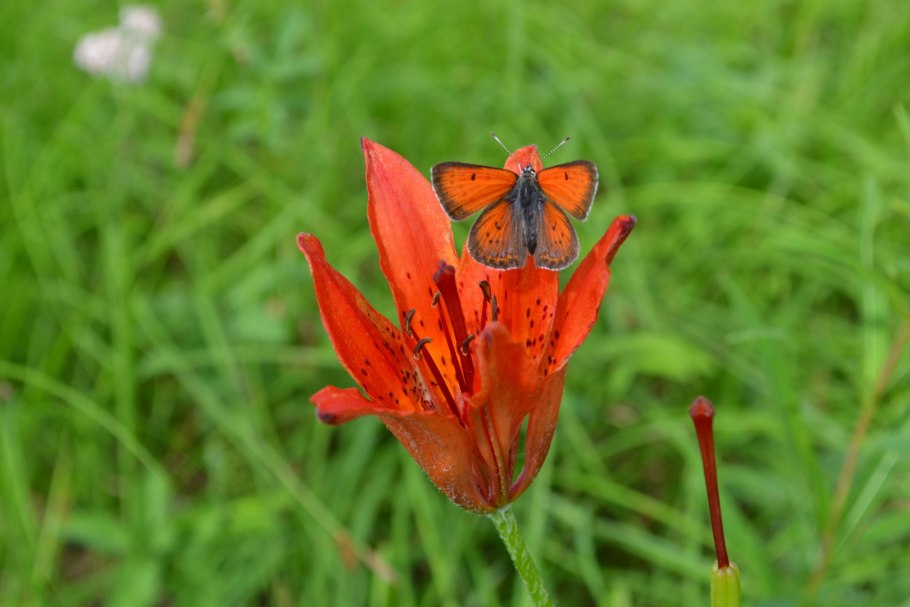 Сардана даурская лилия
