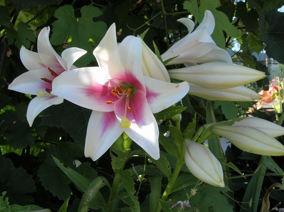 Лилия триумфатор ло гибриды