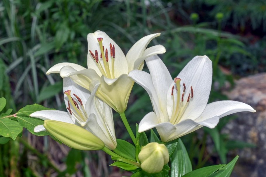 Лилии белые