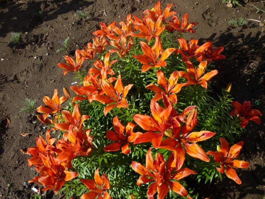 Лилии цветы садовые