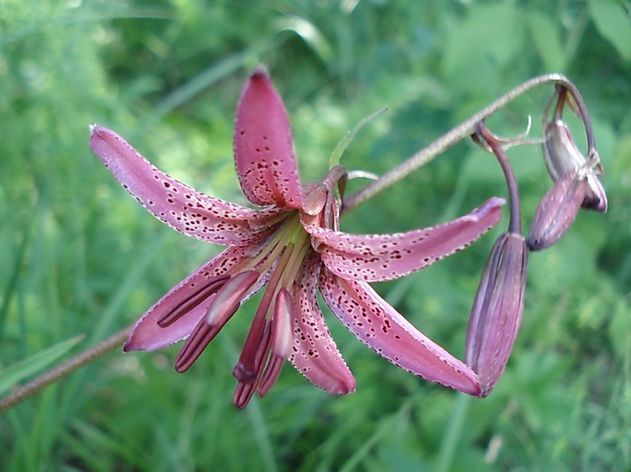 Лилия пенсильванская Даурская