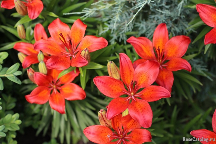 Лилия Даурская желтая