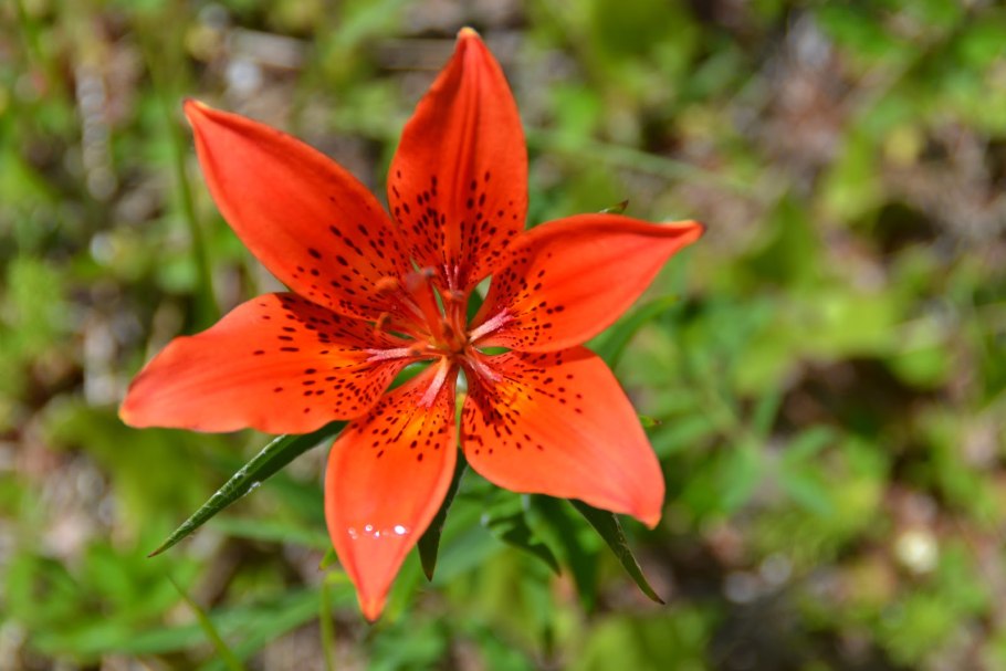 Лилия пенсильванская Даурская Lilium pensylvanicum