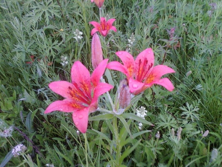 Цветок сардаана