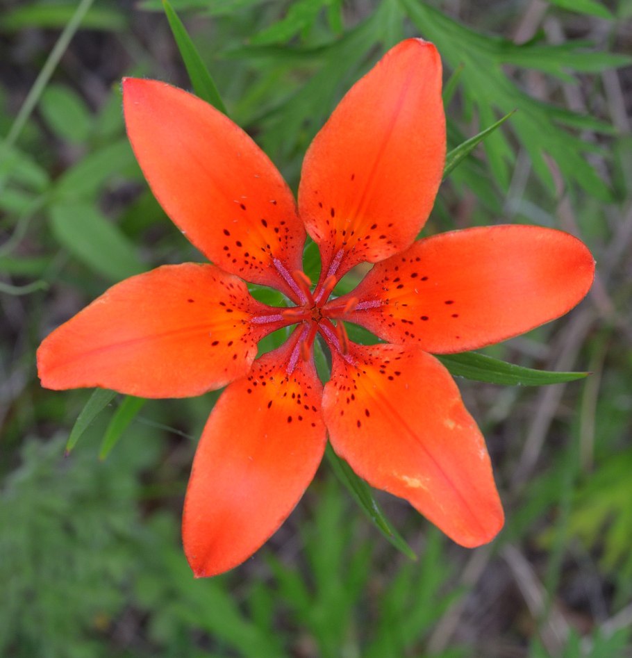 Лилия пенсильванская Даурская Lilium pensylvanicum