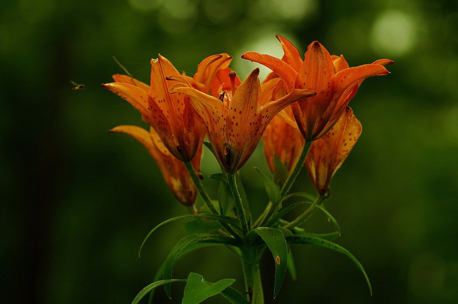 Сардана даурская лилия