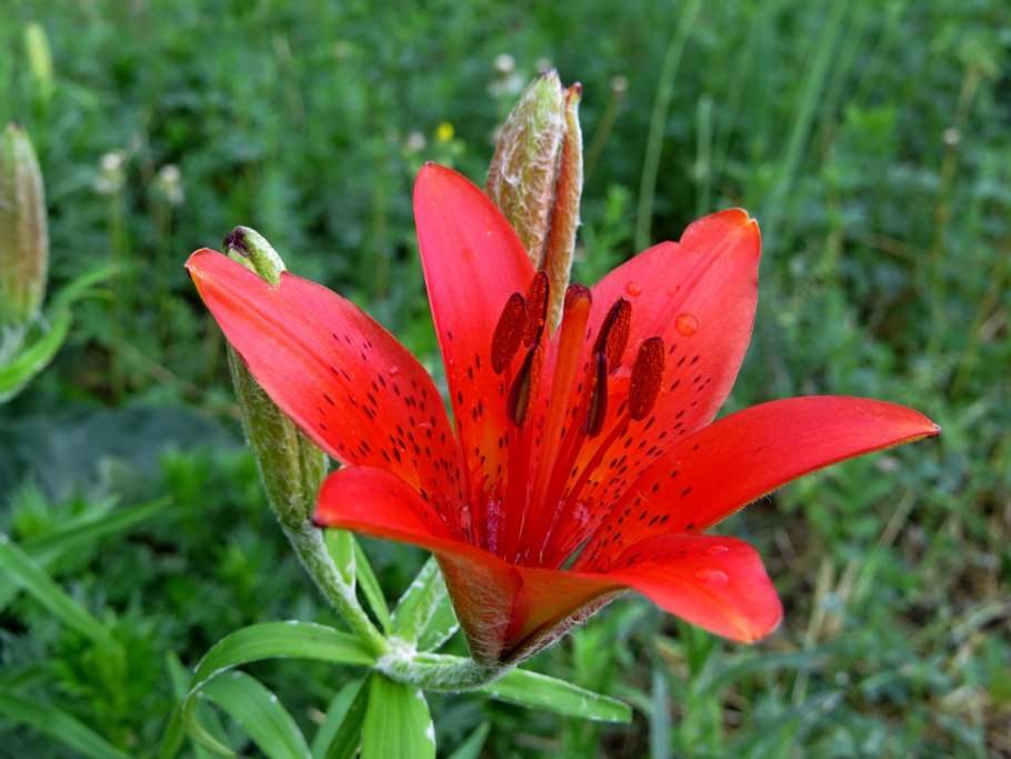 Лилия Садовая оранжевая Даурская