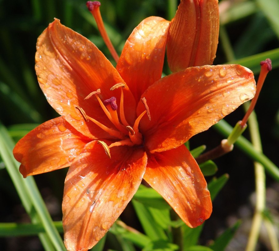 Лилия пенсильванская Даурская Lilium pensylvanicum