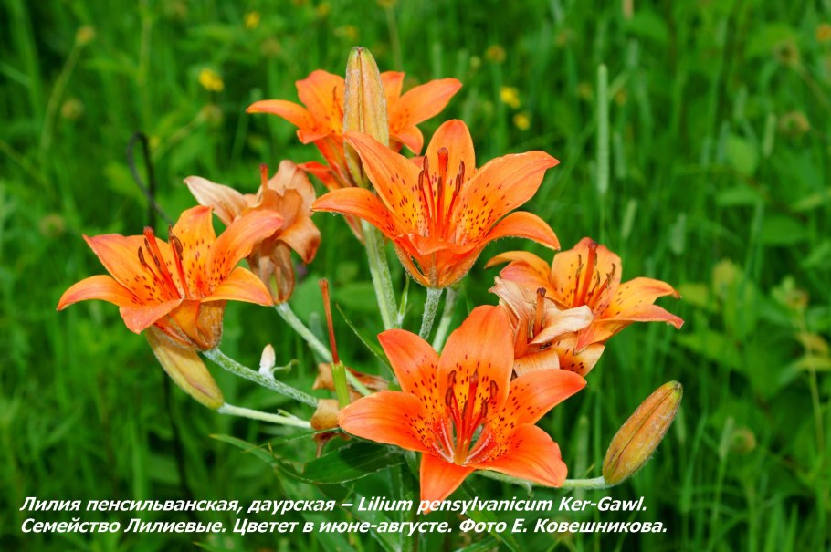 Лилия пенсильванская даурская lilium pensylvanicum