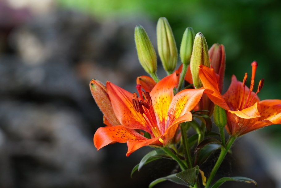 Лилия Голден Эмеральд