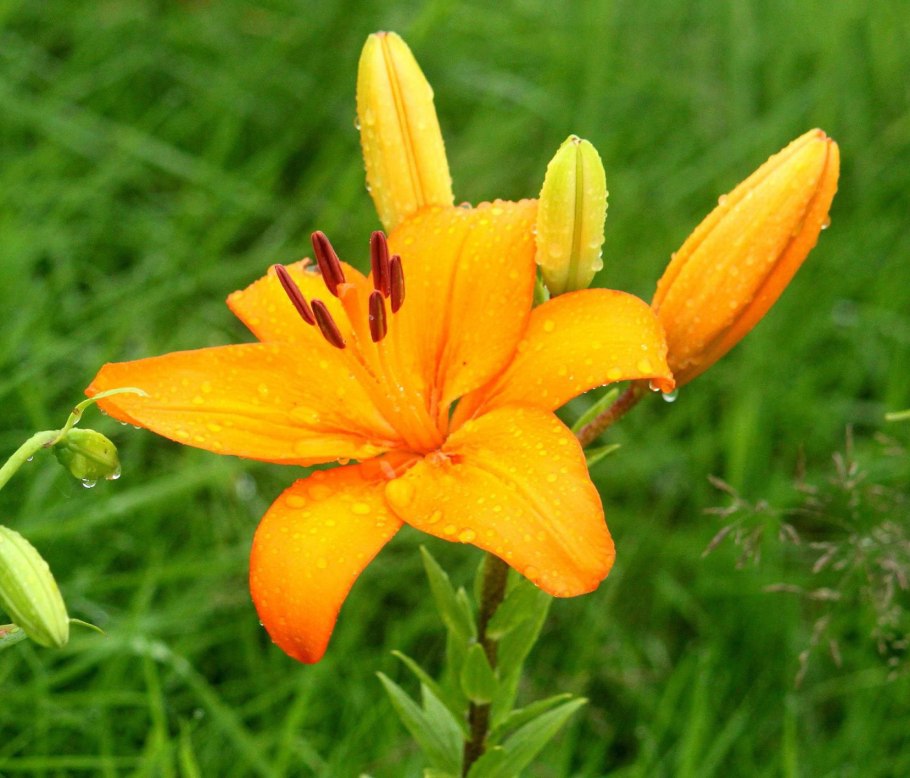 Лилия Даурская Плантариум