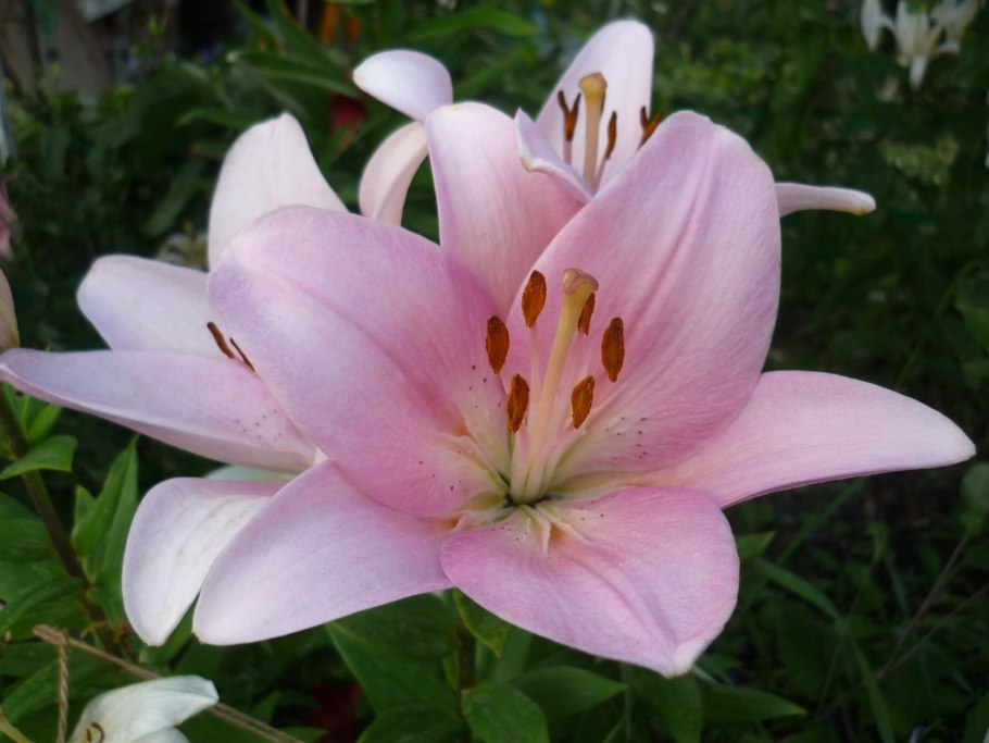 Lexington лилия