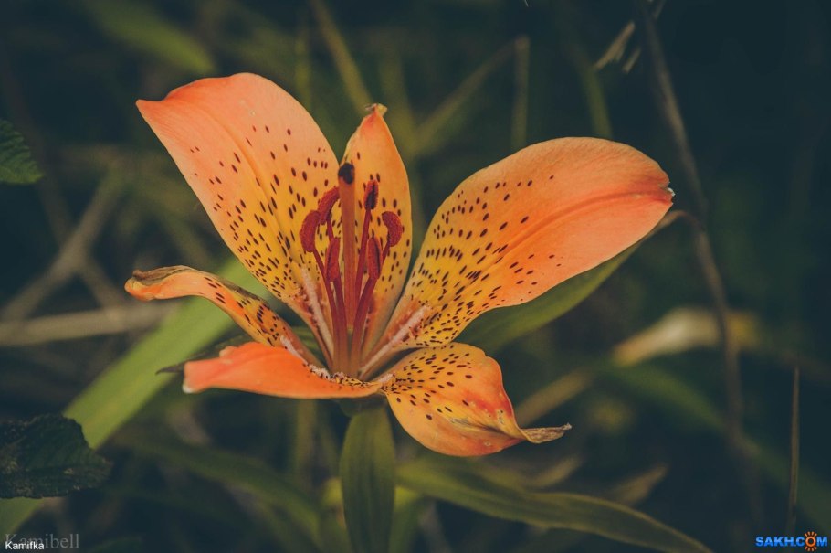 Лилия пенсильванская Даурская Lilium pensylvanicum