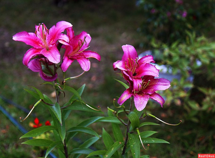 Лилии в природе