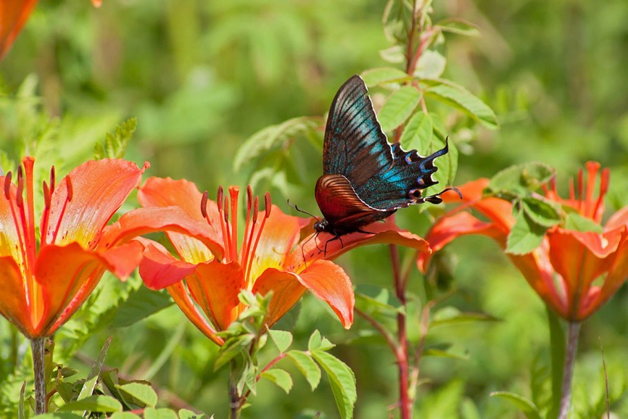 Поздние лилии