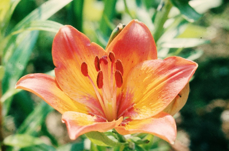 Лилия пенсильванская Даурская Lilium pensylvanicum