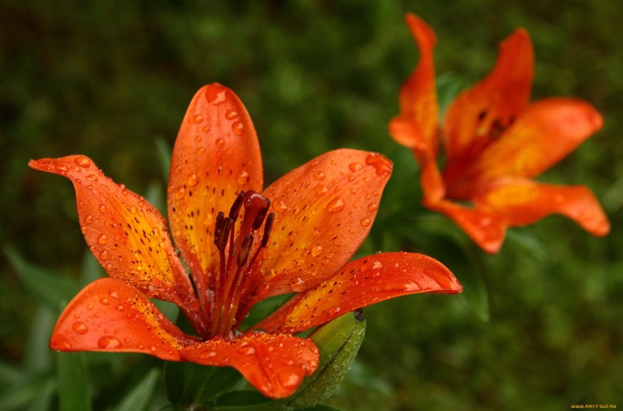 Лилия пенсильванская Сардана