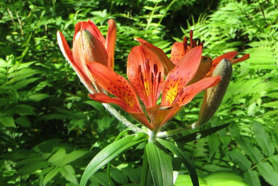 Лилия пенсильванская Даурская Lilium pensylvanicum