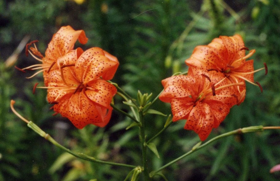 Лилия карликовая (lilium pumilum)