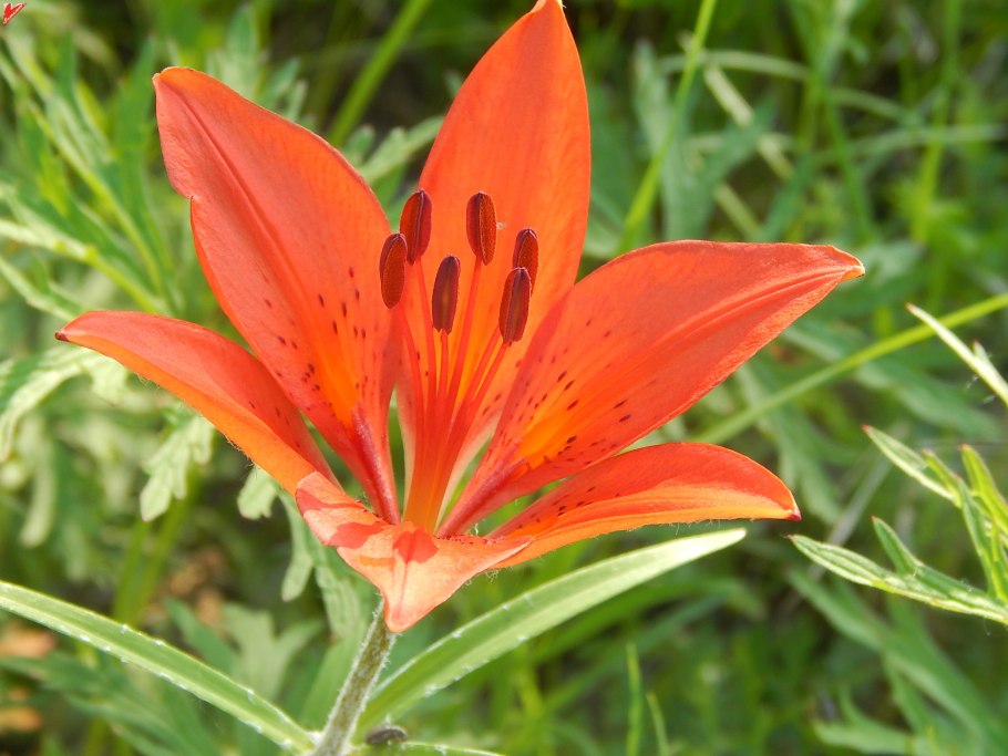 Лилия пенсильванская Даурская